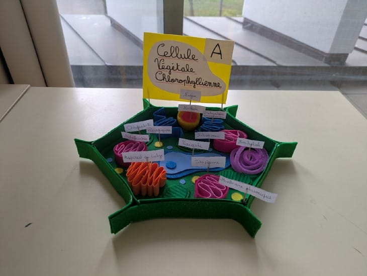 3eme maquette cellule chlorophyllienne