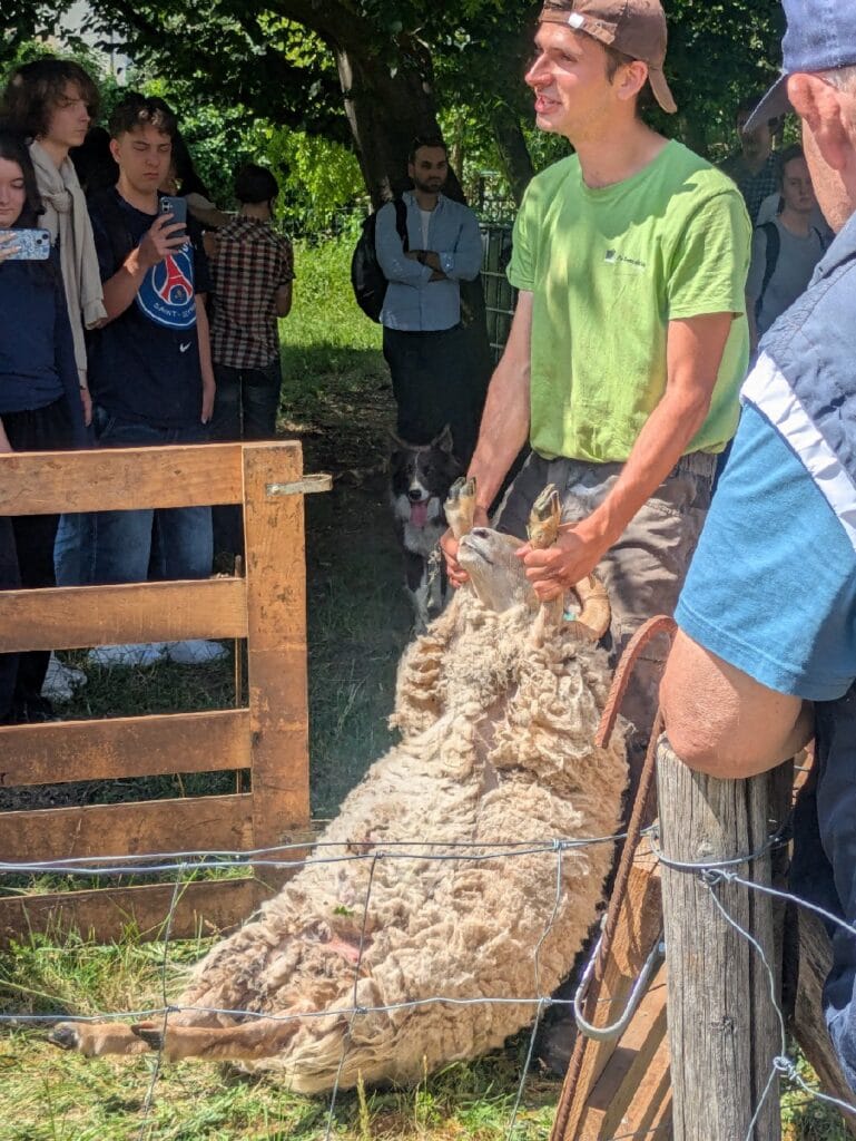 Tonte annuelle des moutons du lycée 4 Image 1 4