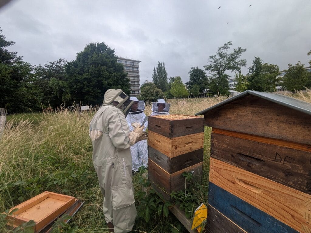 Dernière séance d'apiculture de l'année 2025 ! 2 APICULTURE 2025 2