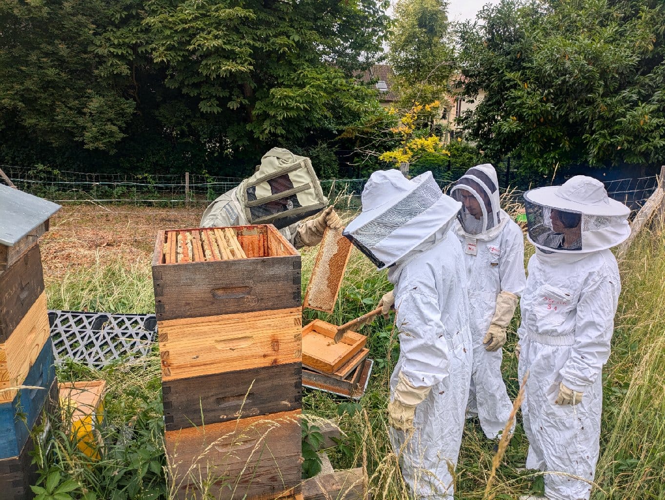 APICULTURE 2025 3