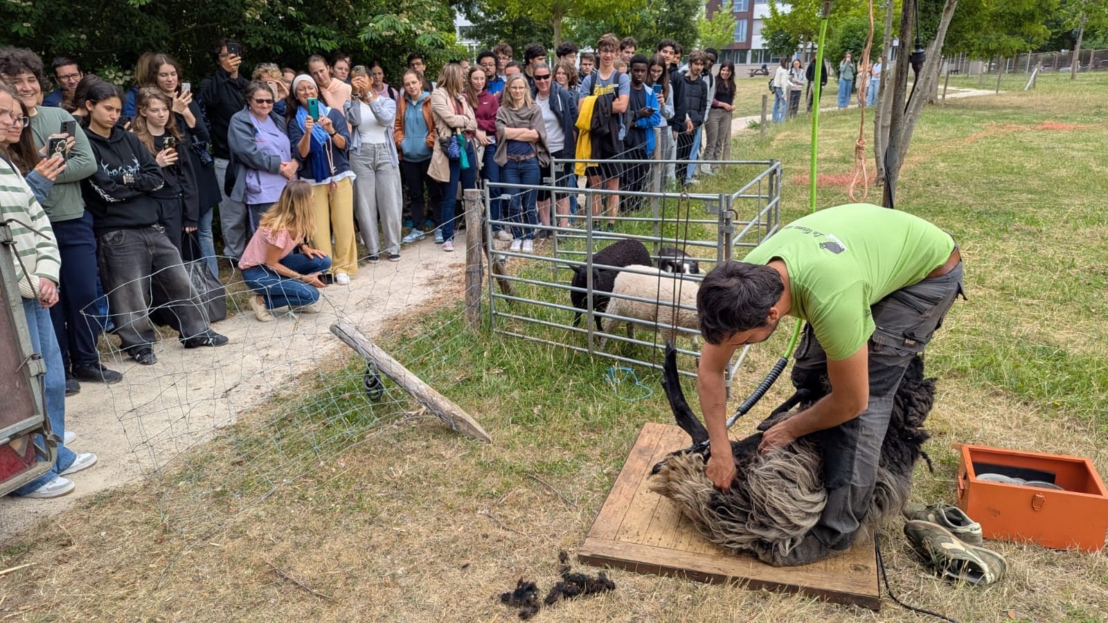 TONTE DES MOUTONS (1)