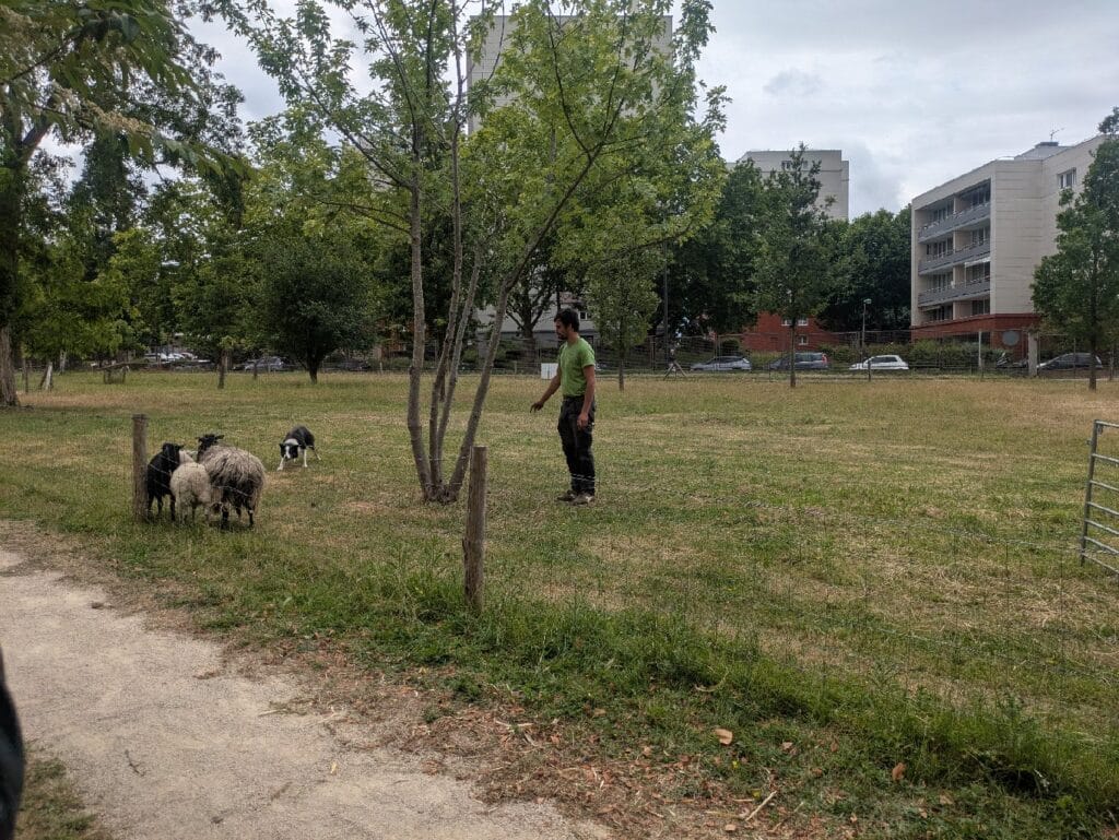 Tonte annuelle des moutons au Lycée Descartes - 2025 1 TONTE DES MOUTONS 2