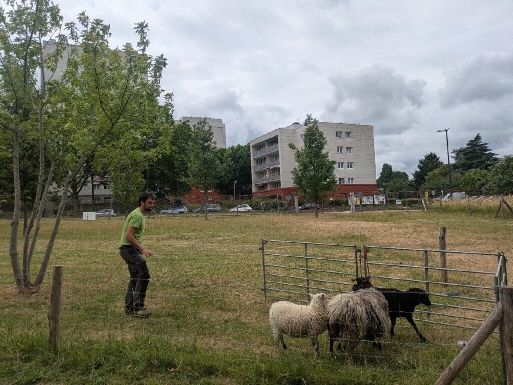 Tonte annuelle des moutons au Lycée Descartes - 2025 2 TONTE DES MOUTONS 3