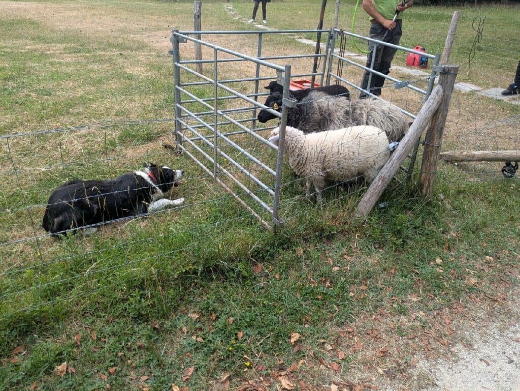 Tonte annuelle des moutons au Lycée Descartes - 2025 3 TONTE DES MOUTONS 4