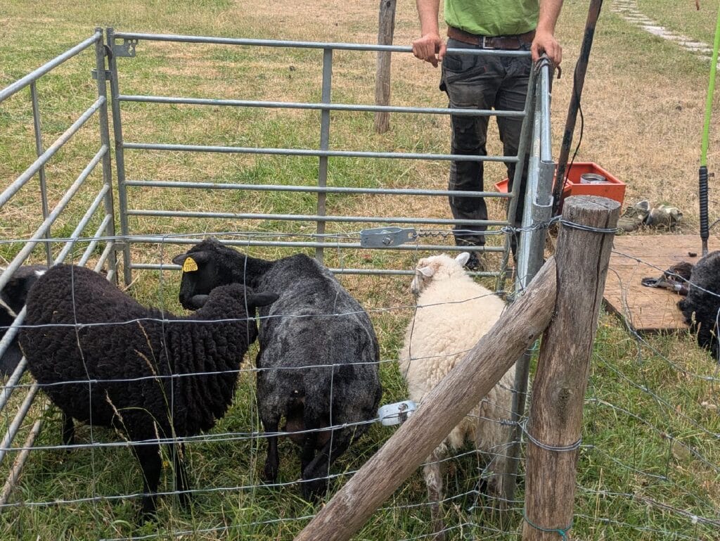 Tonte annuelle des moutons au Lycée Descartes - 2025 6 TONTE DES MOUTONS 7