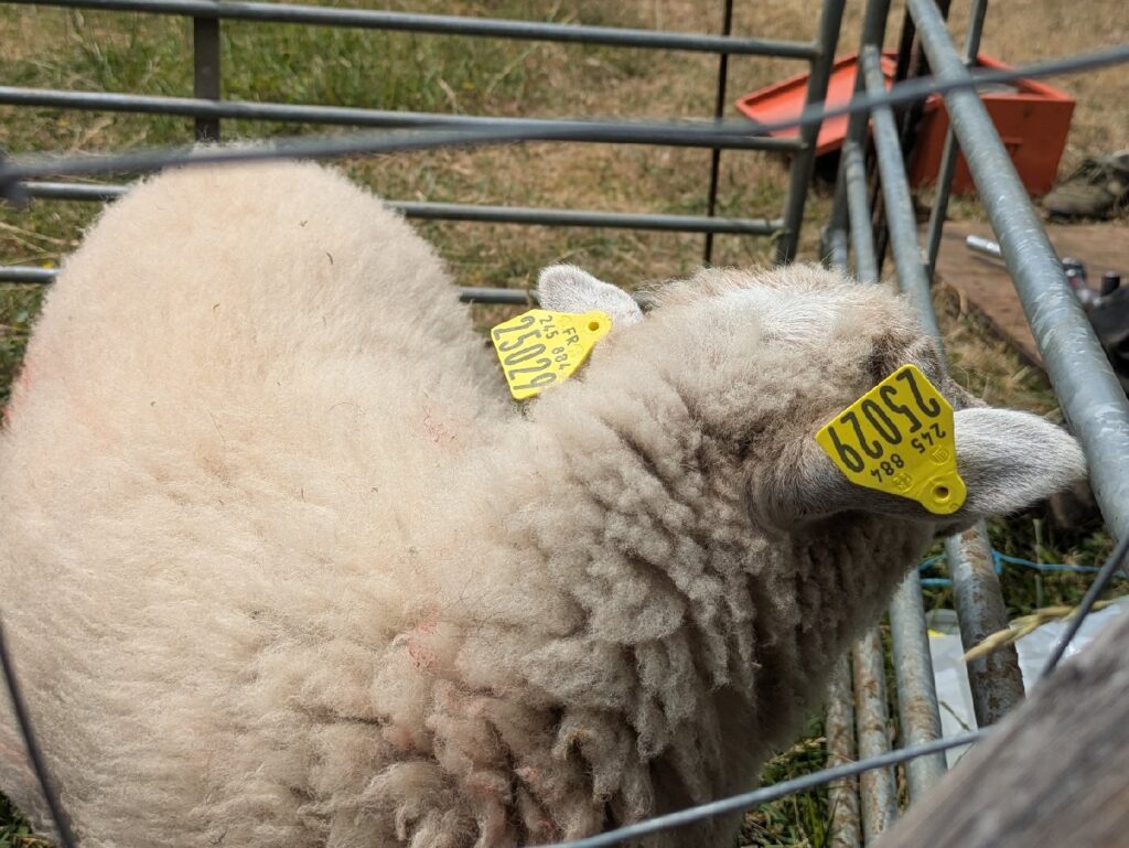 Tonte annuelle des moutons au Lycée Descartes - 2025 8 TONTE DES MOUTONS 9