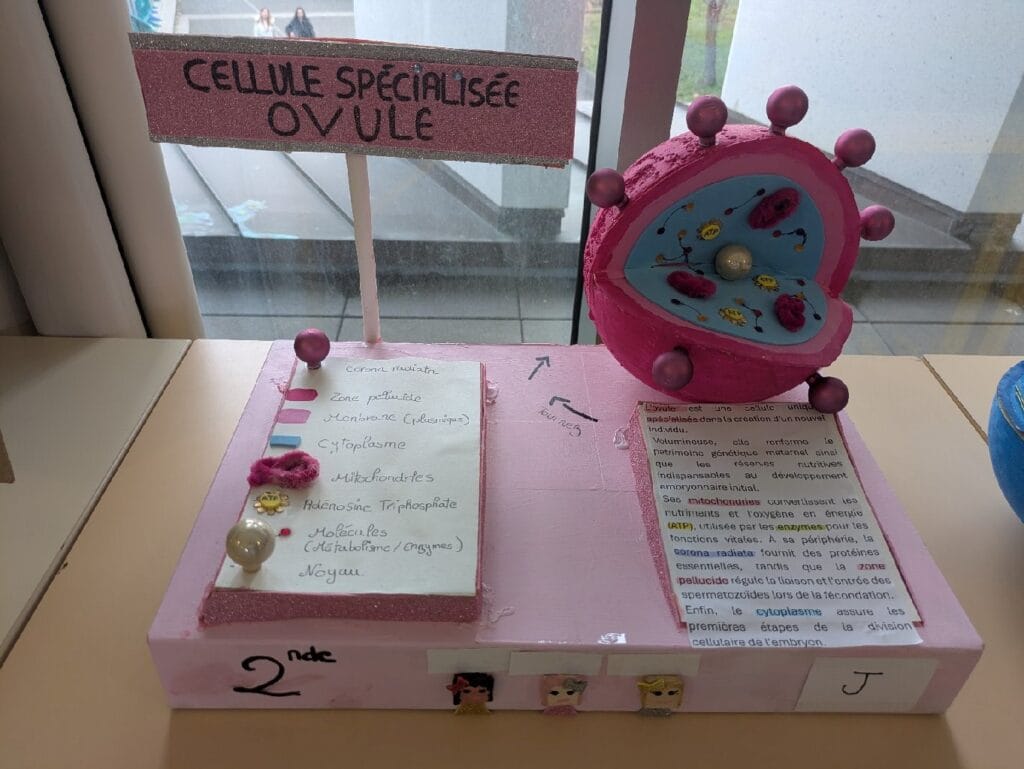 1ere maquette ovule