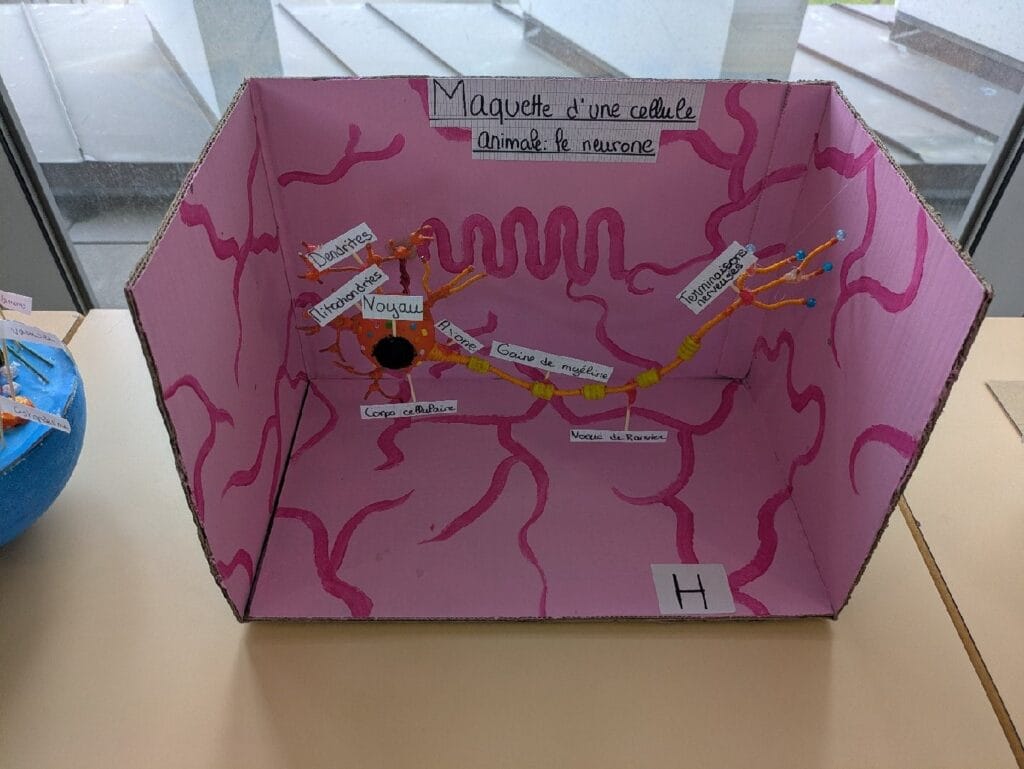 2nde maquette neurone