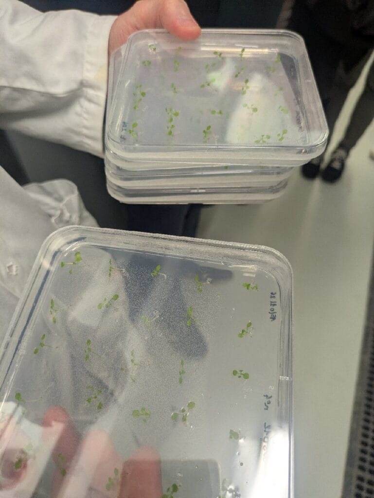 Sortie « Des Plantes et des Hommes » avec des élèves de spécialité SVT en terminale 5 visite 2