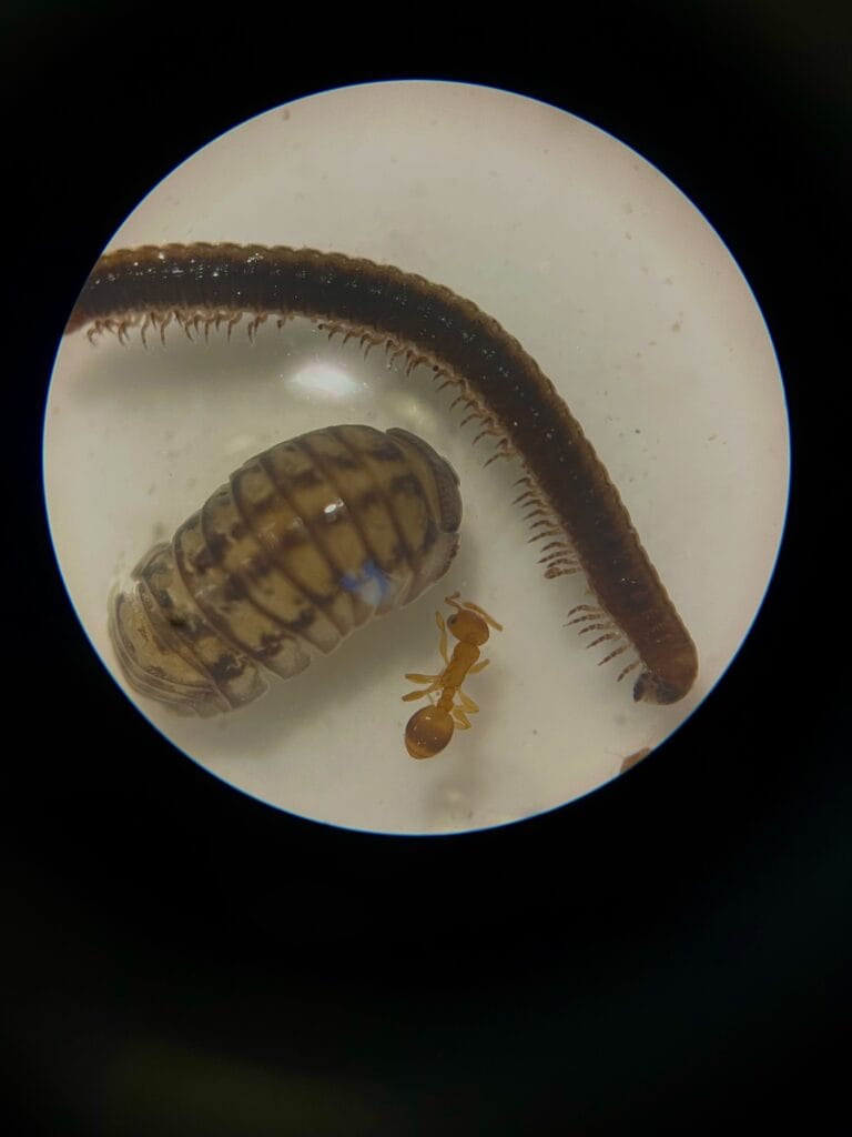 Une sol'ution : protégeons les sols ! 9 photo zoom x20 dun myriapode dun crustace isopode cloporte et dun insecte fourmis