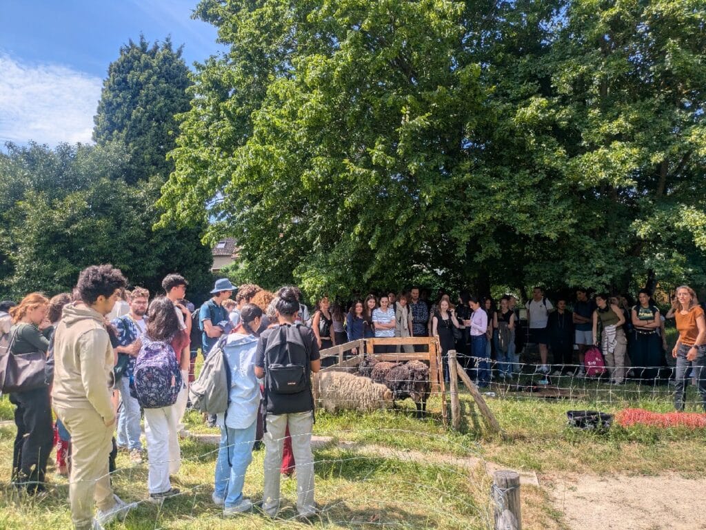 Tonte annuelle des moutons du lycée 1 Image 1 1
